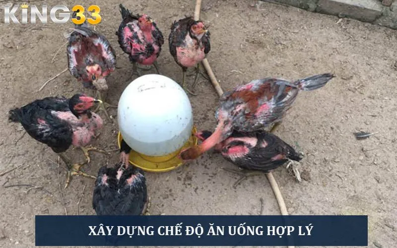 Xây dựng chế độ ăn uống hợp lý cho chiến kê