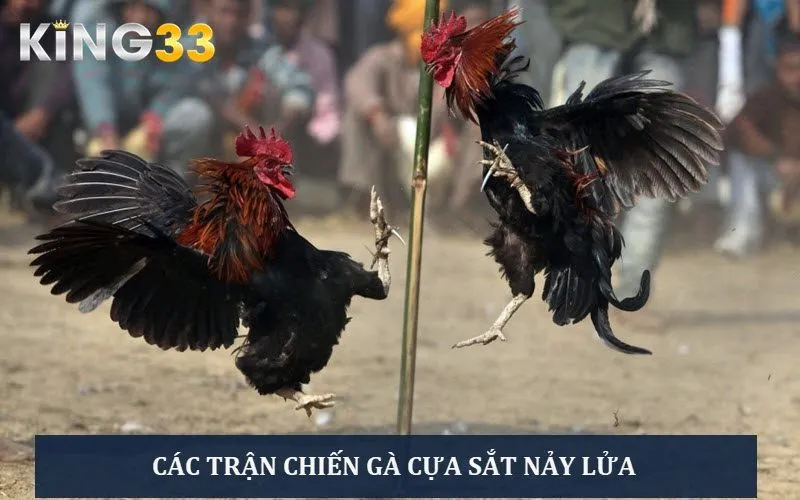 Các trận đá gà cựa sắt mãn nhãn, hấp dẫn chưa từng có