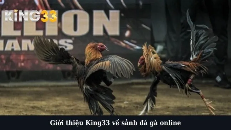 Giới thiệu KING33 về sảnh đá gà online