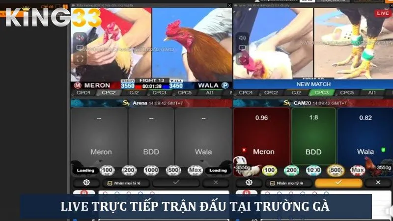 Live trực tiếp các trận đấu tại trường gà siêu hấp dẫn