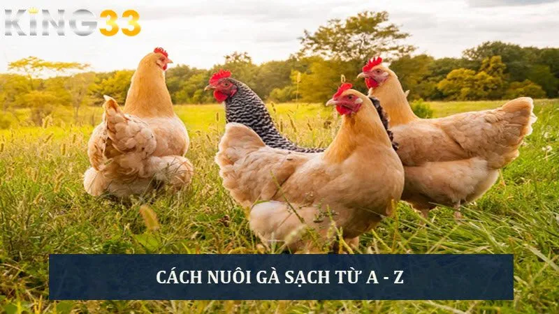 Hướng dẫn cách nuôi gà sạch từ A - Z siêu hiệu quả